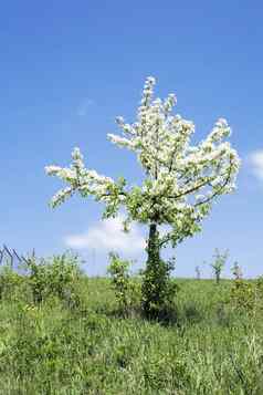 孤独的开花树白色花春天季节