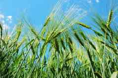 小麦粮食蓝色的天空