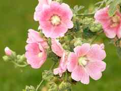 粉红色的蜀葵蜀罗塞亚花朵