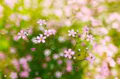 粉红色的春天花花朵散景背景