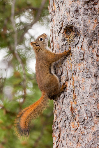 好奇的可爱的美国红色的松鼠攀<strong>爬树</strong>