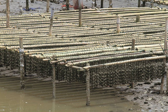 贝类农场泰国
