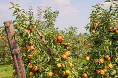 苹果果园夏天覆盖色彩斑斓的苹果