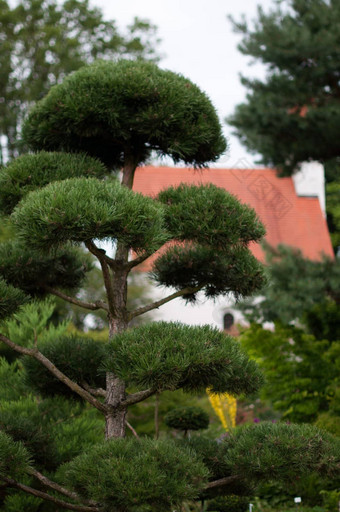 花园景观修剪成形的