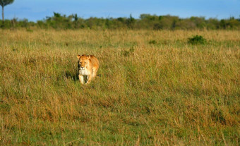 野生非洲母狮