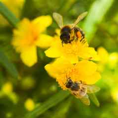 黄色的花味蕾金丝桃属植物densiflorum蜜蜂