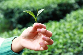 茶选择器手