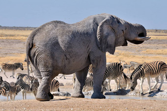 大象埃托沙国家公园纳米比亚
