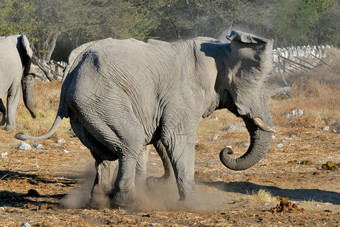<strong>大象</strong>争吵埃托沙国家公园纳米比亚