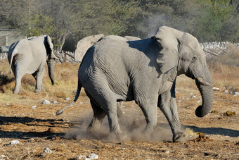大象争吵埃托沙国家公园纳米比亚