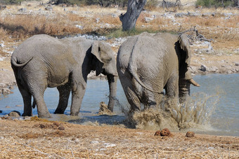 <strong>大象</strong>泥浴埃托沙国家公园纳米比亚