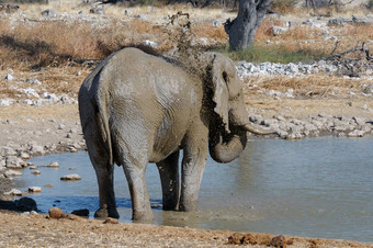 大象泥浴埃托沙国家公园纳米比亚