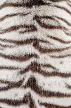 白色孟加拉老虎皮毛