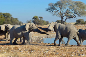 大象争吵埃托沙国家公园纳米比亚