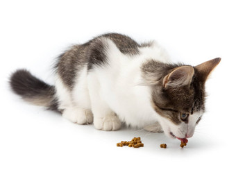 小猫吃干猫食物