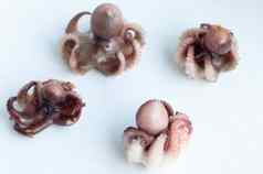 婴儿章鱼马斯卡迪尼