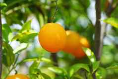分支橙色树水果绿色叶子瓦伦西亚西班牙
