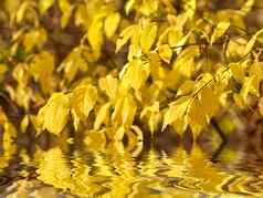 秋天黄色的叶子