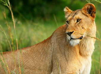 美丽的野生africam母狮
