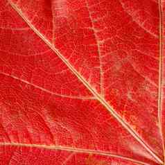 红色的秋天叶纹理