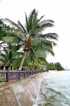 椰子棕榈海