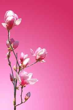 分支粉红色的花木兰
