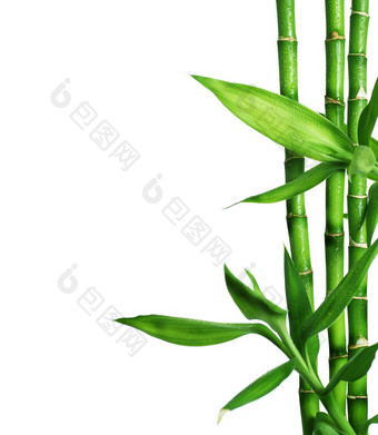 竹子孤立的白色