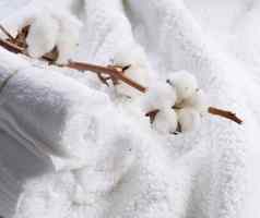 棉花白色毛巾棉花植物
