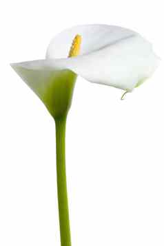 美丽的白色马蹄莲