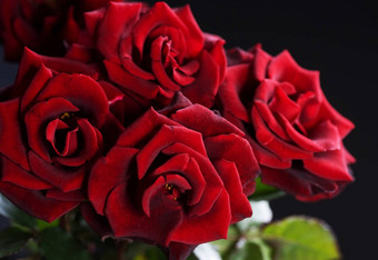 美丽的红色的玫瑰花束黑色的