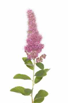 Spiraea