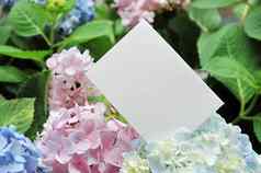 纸空白花