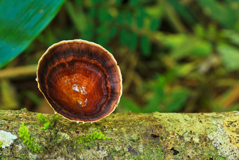 蘑菇森林美在香港儿子省泰国