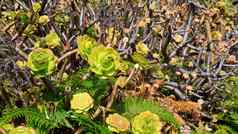 Aeonium加那利群岛verode仙人掌植物