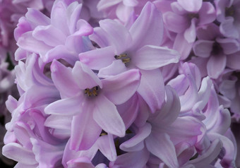 粉红色的风信子紫水晶花