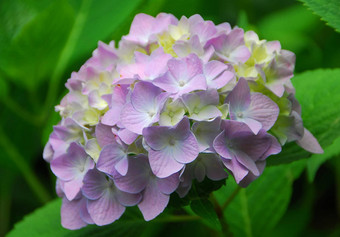 黄色的粉红色的绣球花绣球花花