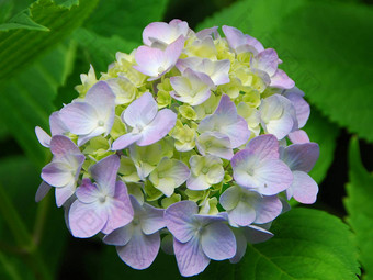 黄色的粉红色的绣球花绣球花花