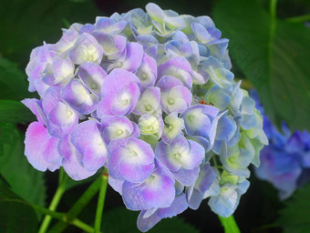 蓝色的绣球花绣球花花