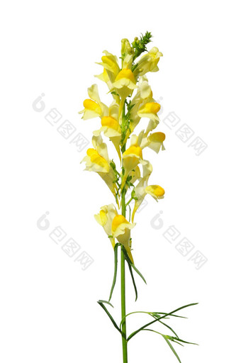 常见的柳穿鱼linaria<strong>寻常</strong>的