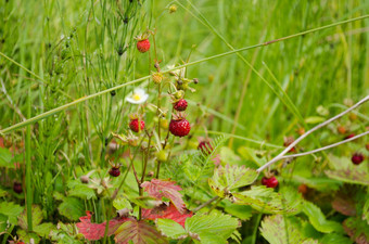 成熟的森林草莓特写镜头自然食物