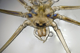 显微照片蜘蛛