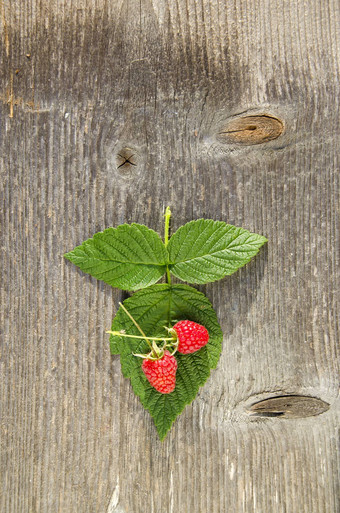 <strong>树莓</strong>叶浆果木背景