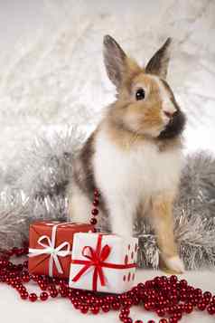 圣诞节兔子