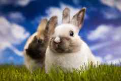 兔子兔子绿色草