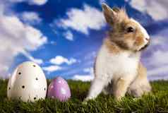 复活节动物兔子草