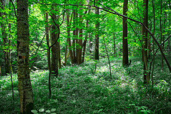 绿色阳光明媚的森林