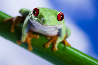 红色的<strong>眼</strong>绿色树青蛙
