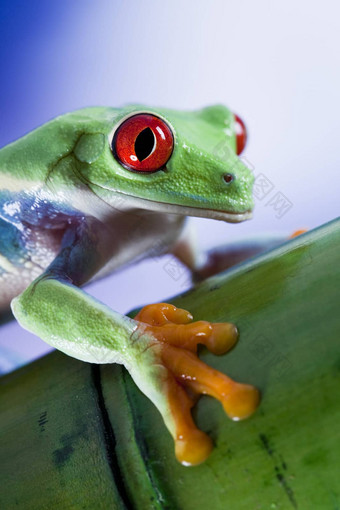 红色的眼绿色树青蛙
