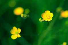 小黄色的野花