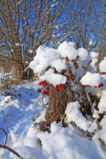 红色的浆果荚莲属的植物雪